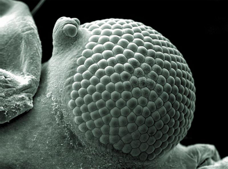 Illustration for article titled Una lengua de gato al microscopio y otras increíbles fotos de ciencia